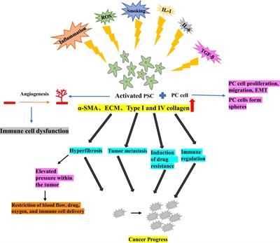 Pancreatic stellate cells in pancreatic cancer: as potential targets for future therapy